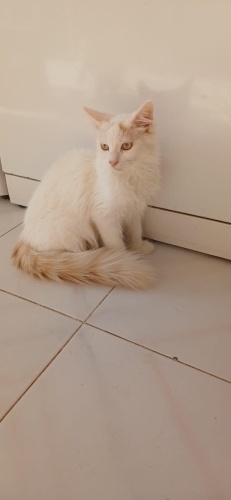 4 aylık sütlü yuva arıyor fotoğraf