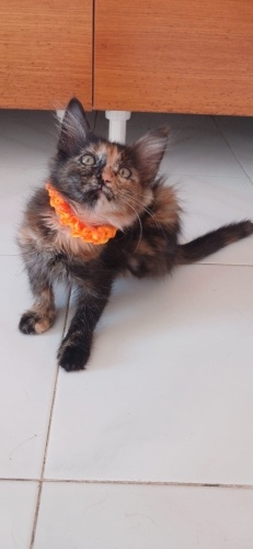 2 aylık masal yuva arıyor fotoğraf