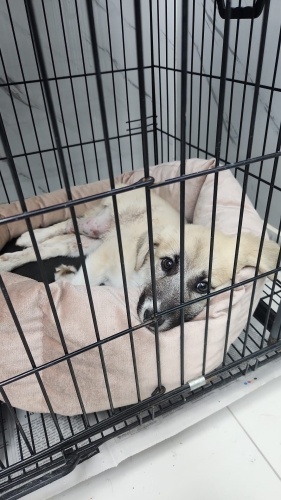 MAZLUM KADERSİZ YAVRUYA SICAK YUVA fotoğraf