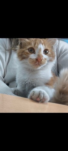 Sevimli sarmana umut olmak ister misiniz fotoğraf