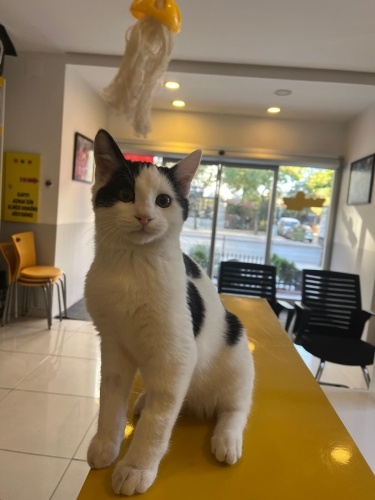 Sevgi dolu ve kucak delisi bir melek fotoğraf