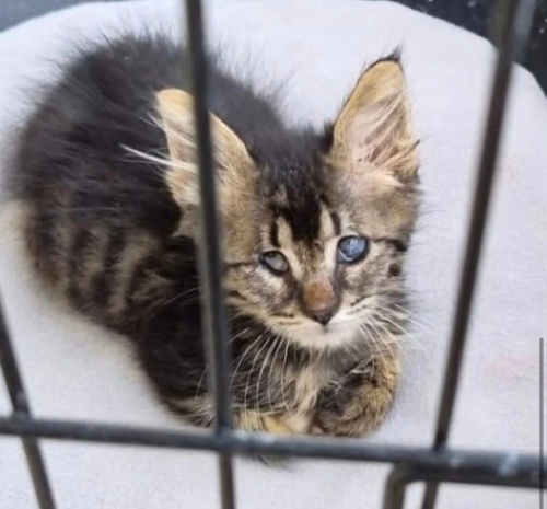 Engelli canlara öncelikli yuva fotoğraf