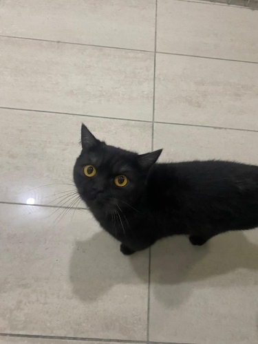 Siyah ve bal gözlü bir melek fotoğraf