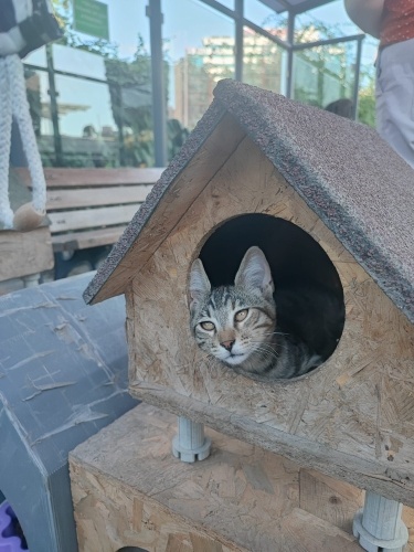 Şans'a yuva olur musun fotoğraf