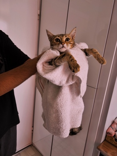 Oyuncu kucak bağımlısı lilo fotoğraf