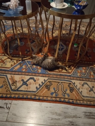 1 aylık sokakta annesiz kalmış bir kedi fotoğraf