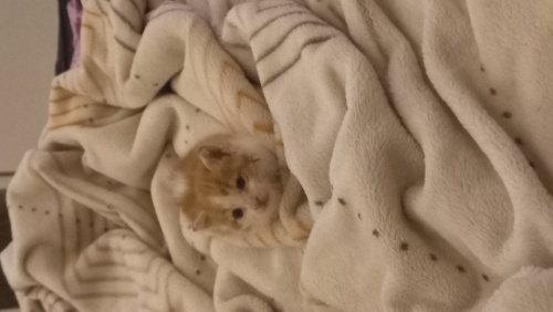 Ücretsiz ücretsiz fotoğraf