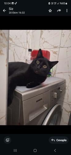 Barınağa Gitmek Üzere fotoğraf