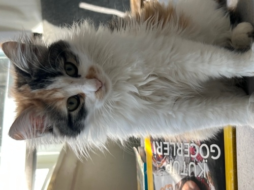 Üç renkli kediler şans getirir fotoğraf