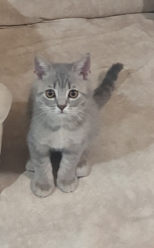 ücretsiz sahiplendirilelicek kedi fotoğraf