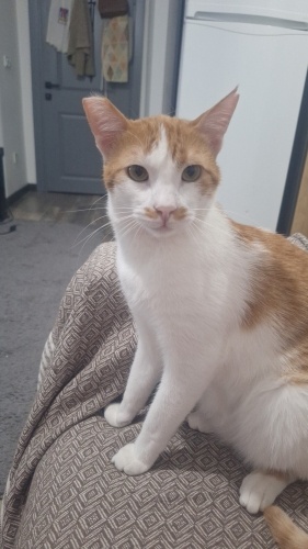 Barınağa Gitmek Üzere fotoğraf