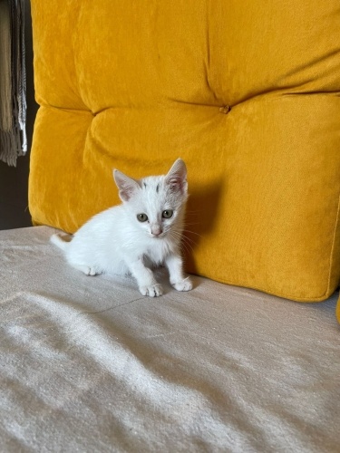 Kucak delisi iyi huylu bir bebek fotoğraf