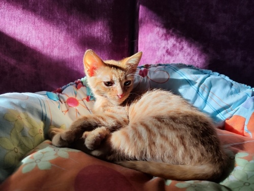 Oyuncu sarman yavru kedi fotoğraf