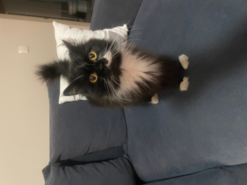 İran long hair kırması melez prensese yuva fotoğraf