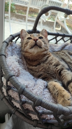 Kucağınızdan inmez, peşinizden ayrılmaz 😻 fotoğraf