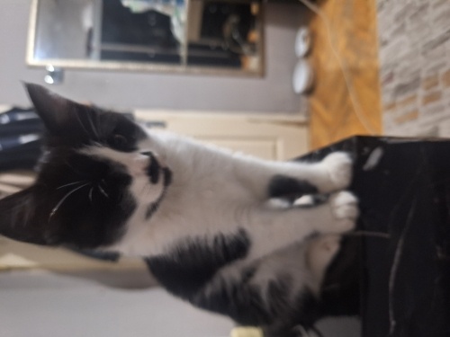 Havalandırmada bulduğumuz yavru kedimiz için güvenilir yuva fotoğraf