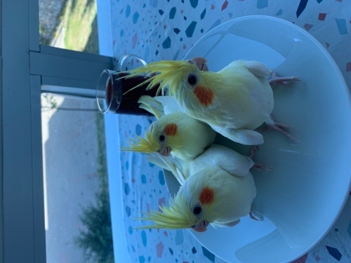 Ele alısgın ısırma bilmez fotoğraf