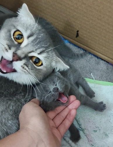 Ücretsiz, kısır değil, çipi yok. fotoğraf