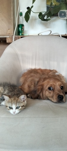 Tazmanya canavarı yuva arıyor fotoğraf