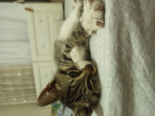 Yakışıklıya acilinden yuva arıyoruz fotoğraf