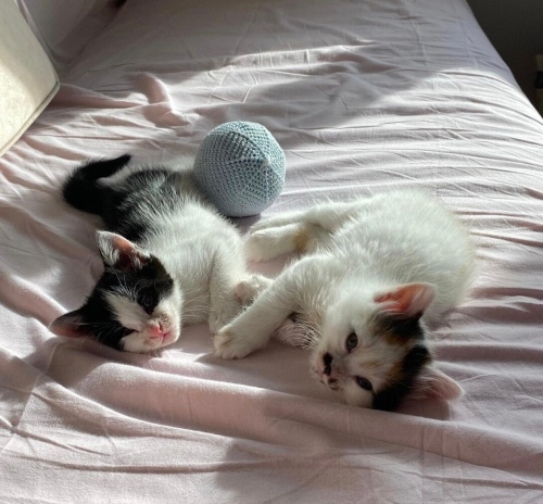 Minik kuzulara yuva fotoğraf