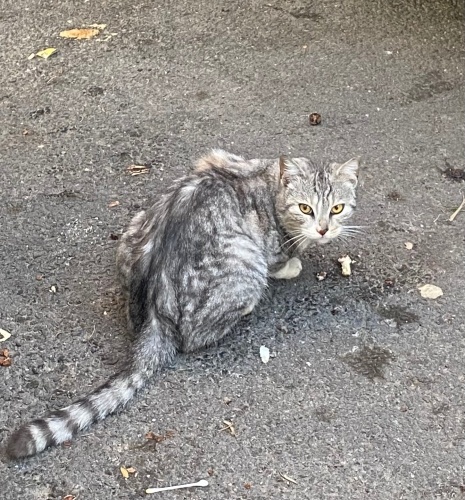 Sokağa atıldı british çocukları olunca dışarı attılar ücretsiz sahiplendirilecek fotoğraf