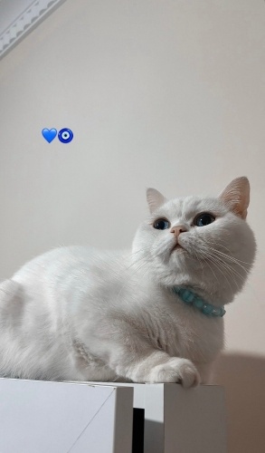 Snow Ömürlük Yuvasını Arıyor fotoğraf