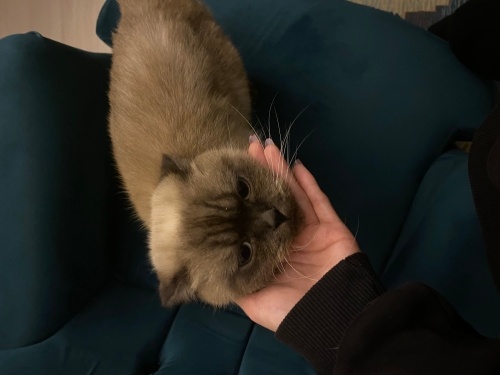 Sakin ve sevecen kedimi sahiplendiriyorum fotoğraf