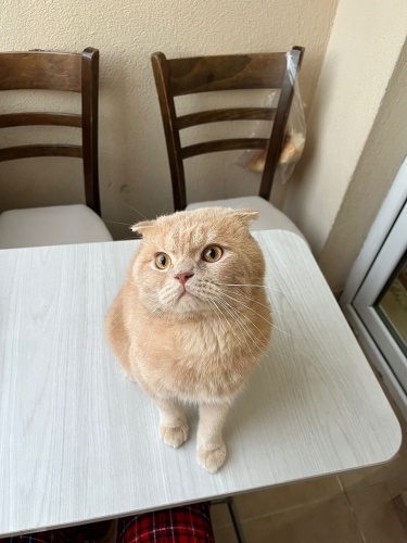 Alex sıcak bir yuva fotoğraf