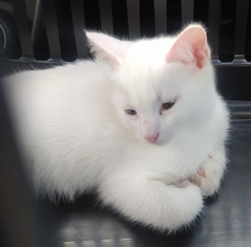 Sıcak, oyun oynamayı seviyor. fotoğraf