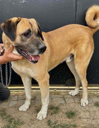 Asil ve koruyucu oğlumuz Cesur ailesini arıyor fotoğraf