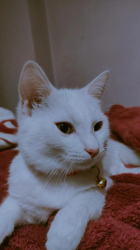 Van Kedisi Sahiplendirme fotoğraf