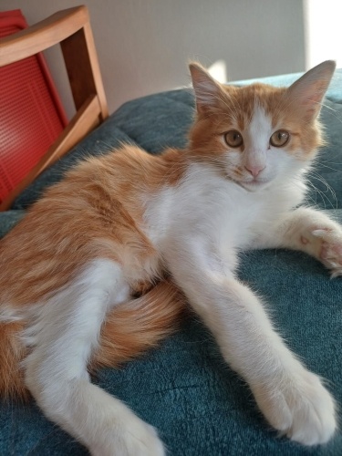 Üç bacaklı minik oğlumuza acil yuva fotoğraf