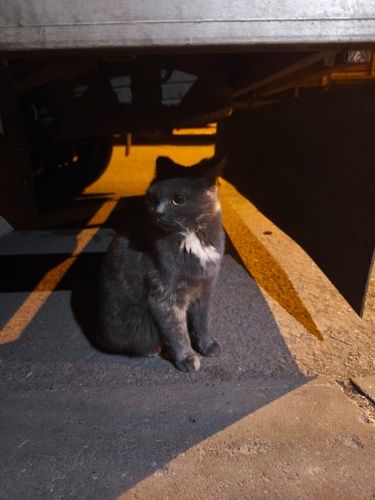 Kedimize yuva olurmusunuz fotoğraf