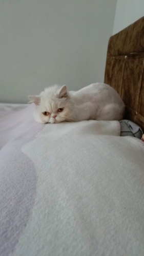 Sokakta bulduğumuz beyaz kızımıza sıcak sevgi dolu yuva arıyoruz. fotoğraf