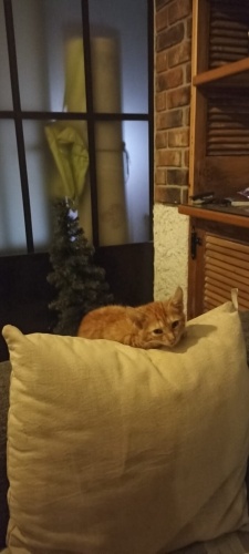 Yavru ev kedisi fotoğraf