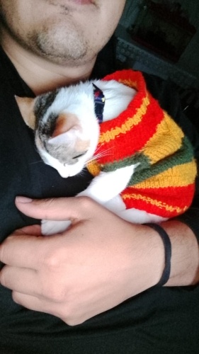 yavrumuza yuva arıyoruz. fotoğraf