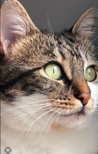 ŞİRİN USLU KIZ ACİLEN YUVA ARIYOR. fotoğraf