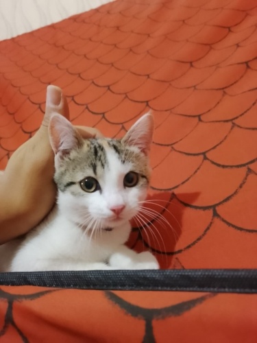 yavrumuza yuva arıyoruz. fotoğraf