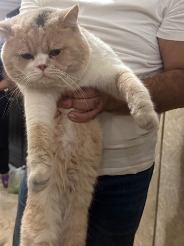 LATTE USLU ÇOCUK YUVA ARIYOR. fotoğraf