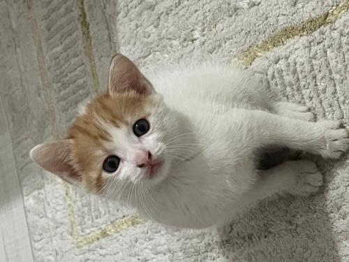 ACİL YUVA YOKSA SOKAĞA GİDİCEK fotoğraf