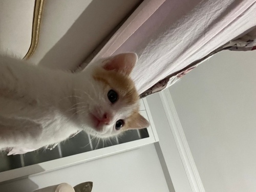 ACİL YUVA ARIYORUM YOKSA SOKAĞA GİDİCEK fotoğraf