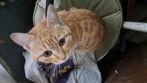 BRITSH VE SARMAN KARIŞIMI YAVRU EĞİTİMLİ İNSAN CANLISI KEDİMİZ fotoğraf