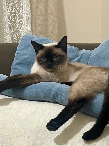 SİYAM KEDİSİ-ZEYTİN fotoğraf