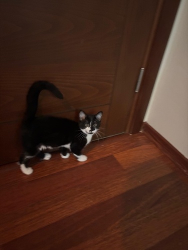 Minik TRONUMUZA yuva arıyoruz fotoğraf