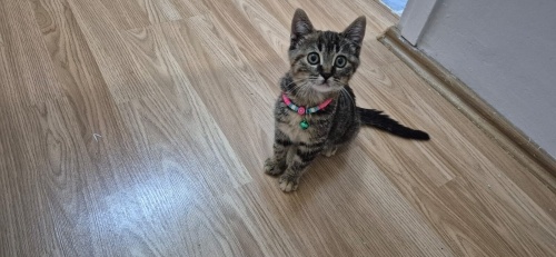 sushi bıcırığımıza yuva 🐾💗 fotoğraf