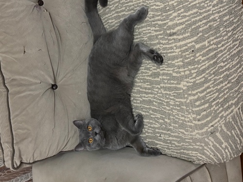 British shorthair dişi fotoğraf