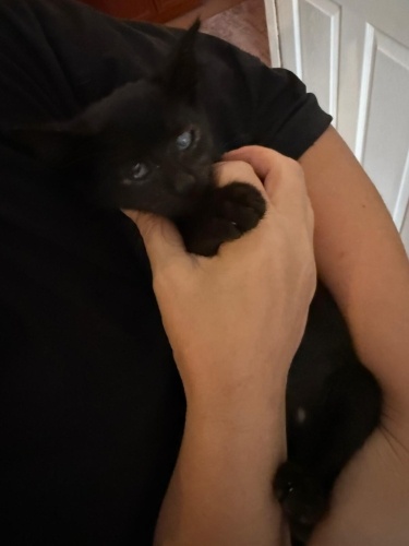 ACİL YUVA ARIYOR fotoğraf