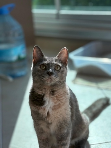 Sevimli Kedimize Sıcak Bir Yuva Arıyoruz fotoğraf