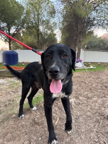 ALEX ÖMÜRLÜK YUVASINI ARIYOR🍯 fotoğraf